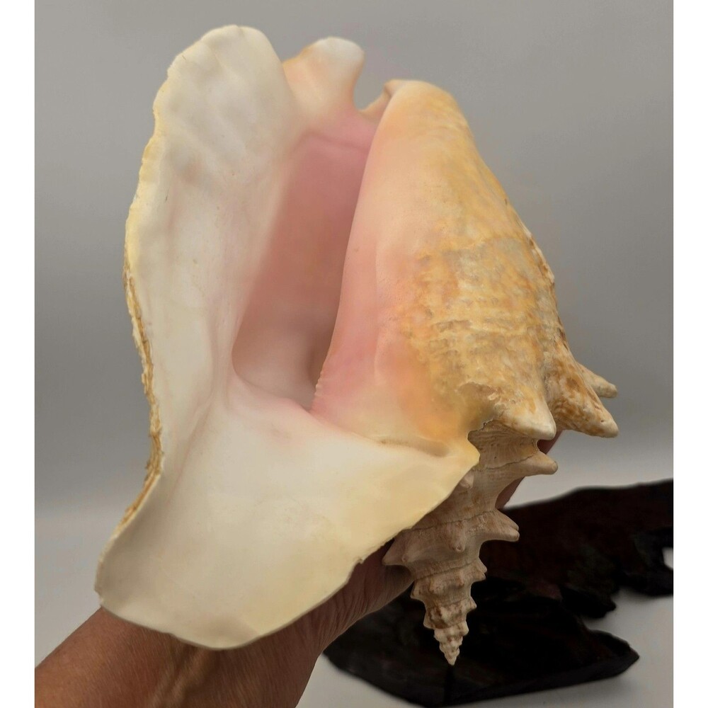 VINTAGE Large Conch Sea Shell Seashell Beach Horn - Picture 9 of 9